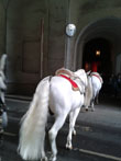 tour guide vienna